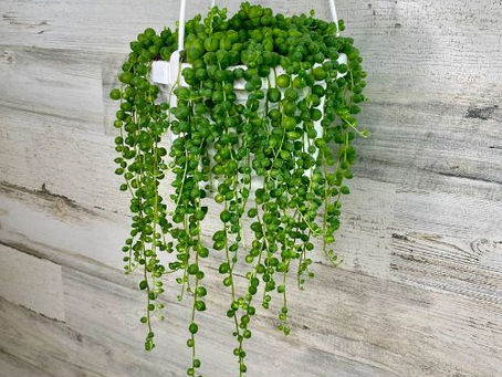 Plantas Ideais para Suportes Suspensos: Dicas e Inspirações + Um Presente Perfeito para o Natal