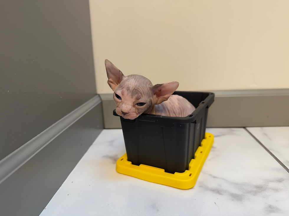 Thumbnail: Blue and White Female Bambino Sphynx Kitten Reserve