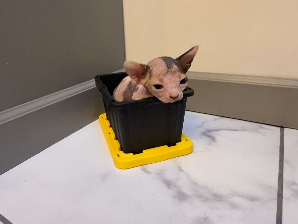 Thumbnail: Calico Female Bambino Sphynx Kitten Reserve