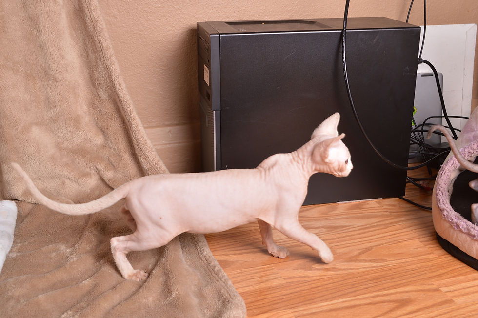 Thumbnail: White Male Sphynx Kitten DOB: 06/22/2025