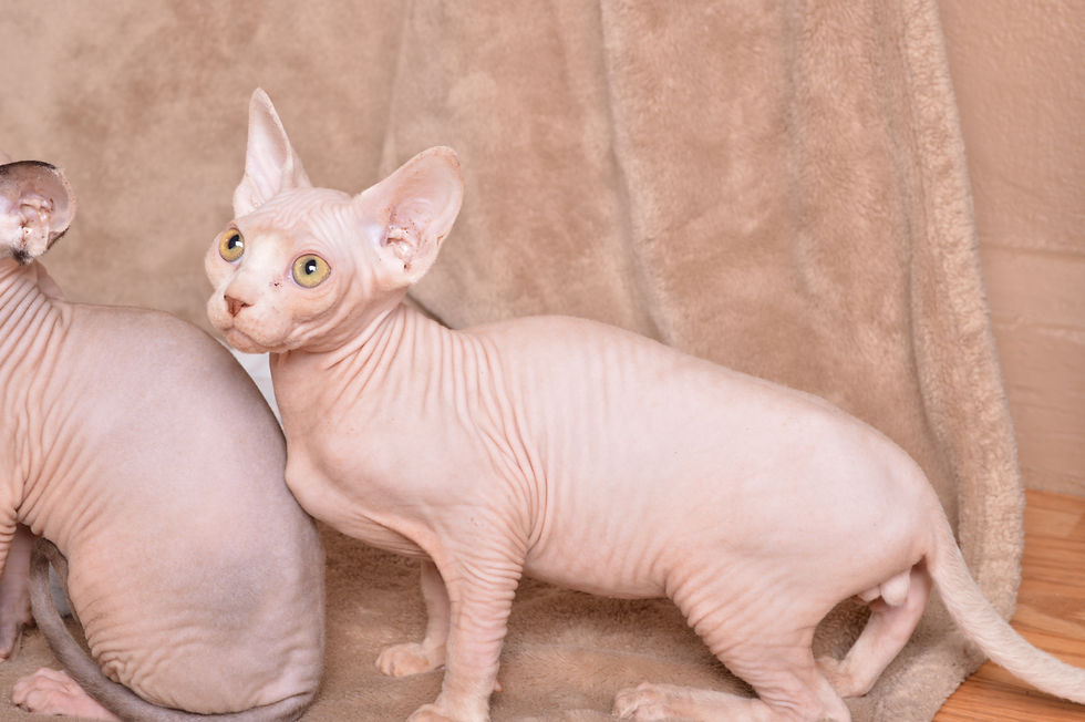 Thumbnail: White Male Sphynx Kitten DOB: 06/22/2025