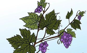 Grapes Vine_edited.jpg