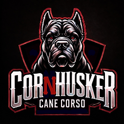 Cornhusker Cane Corso 