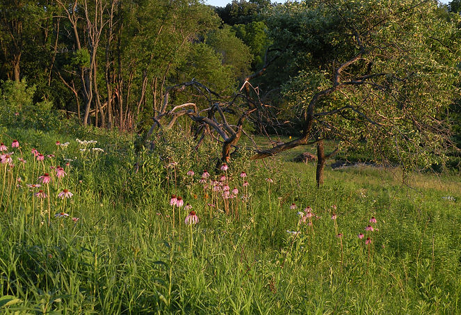 An oak savanna with purple coneflowers. Photo by S. Church Thompson.