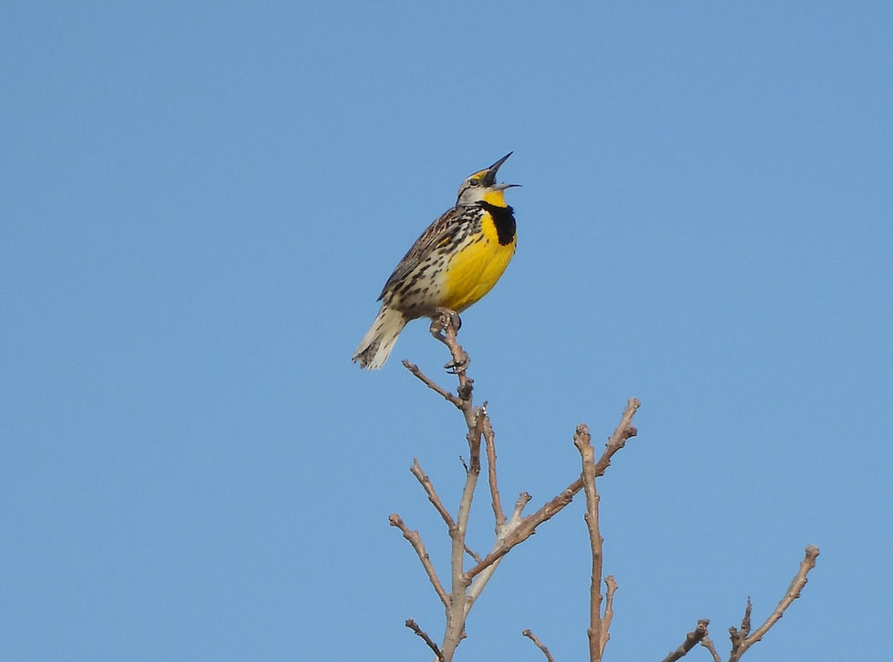 SDG | Grassland Bird Solstice Celebration
