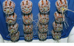 aeroponics-cloner4.jpg