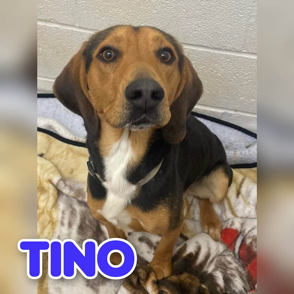 Home The ANNA Shelter