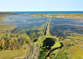 Marshy Michigan 2