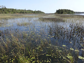 Marshy Michigan 1