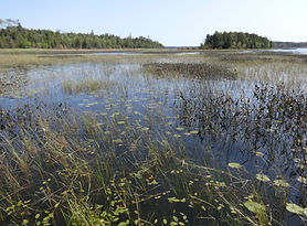 Marshy Michigan 1
