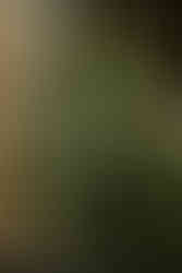 Austin, Texas Photographer Captures Barton Springs Nursery