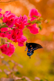 Austin Studio Tour 2025 Featured Artist