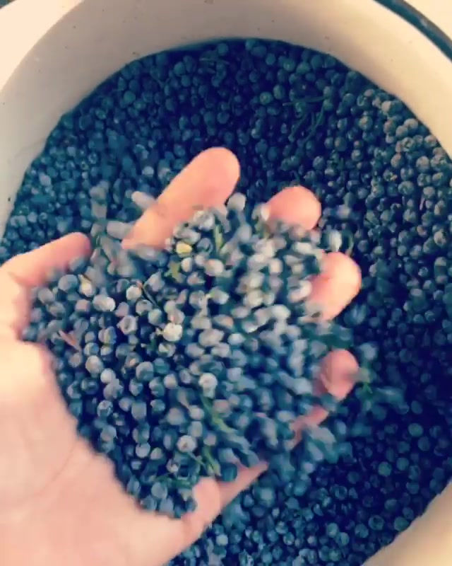 Thumbnail: Salvation Hydrosol