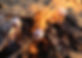 Marshmallow+Photo+Web.jpg
