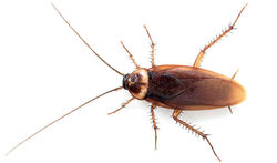cucaracha-americana