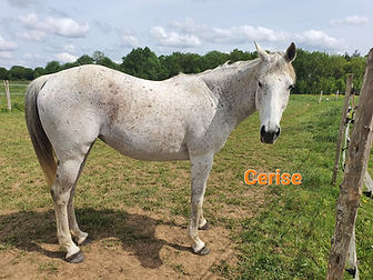 Cerise.jpg