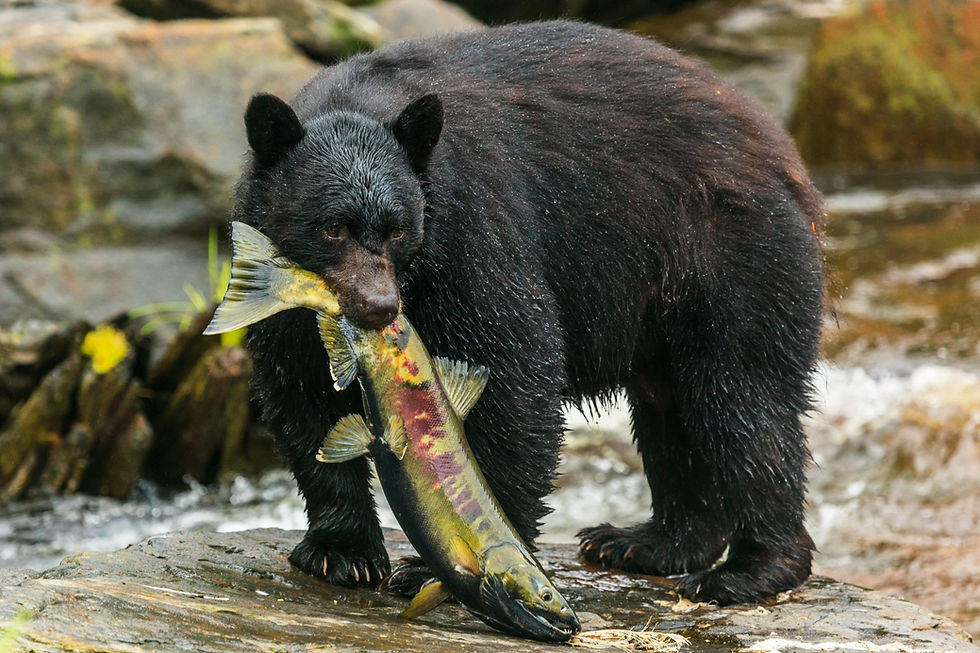 bear with salmon 2 small.jpg