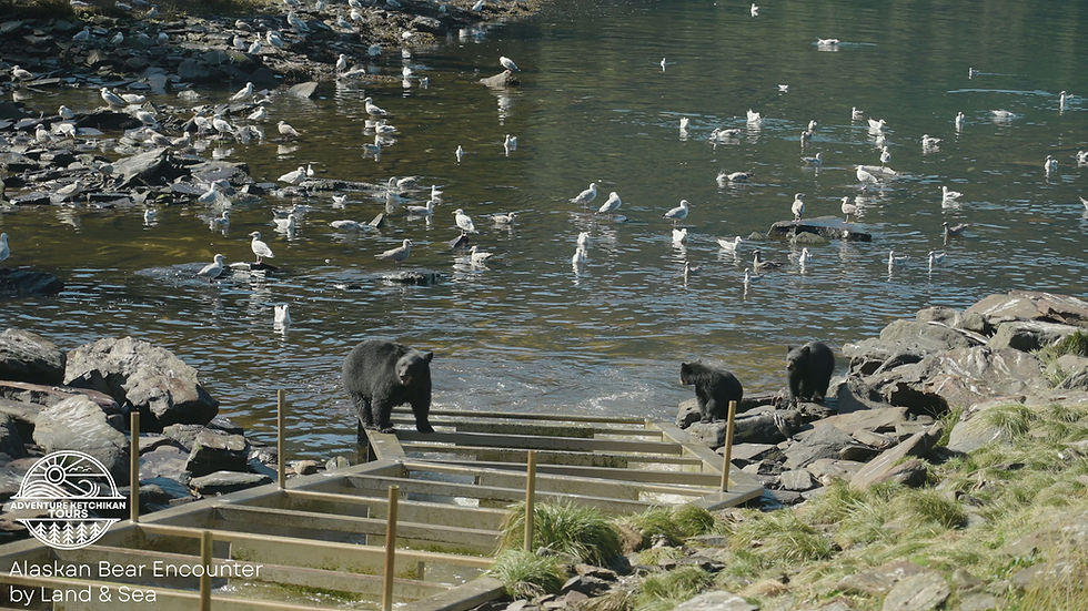 BEAR TOUR_April 2.mp4