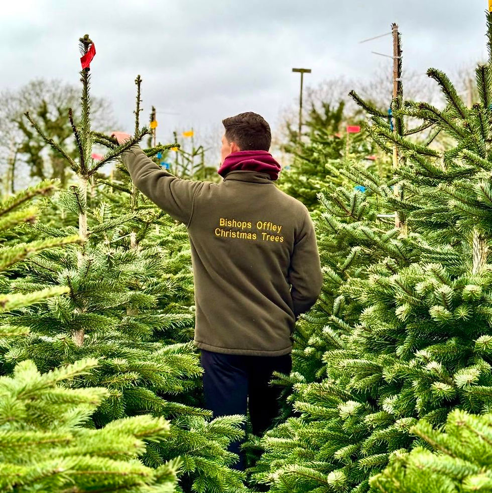 Bishops Offley Christmas Trees Plantation