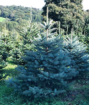 Meyer Spruce Christmas Tree
