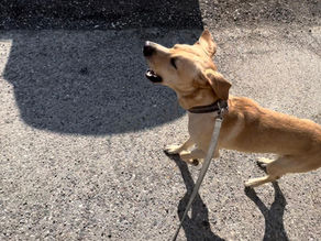 Hundebegegnungen: Willkommen im Irrenhaus!