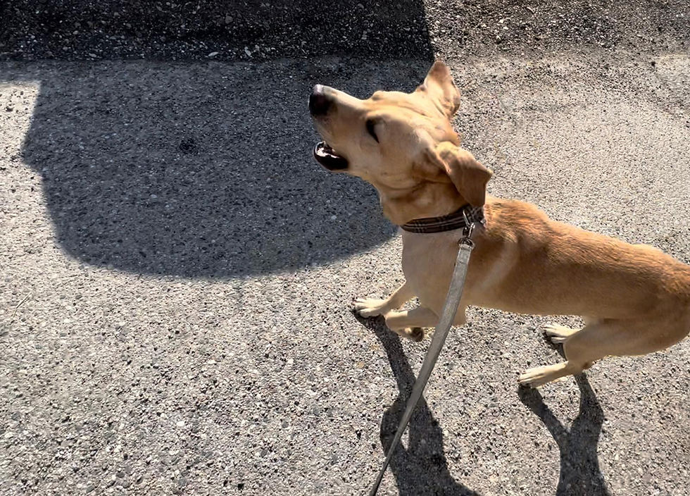 Hund der bei einer Hundebegegnung bellt