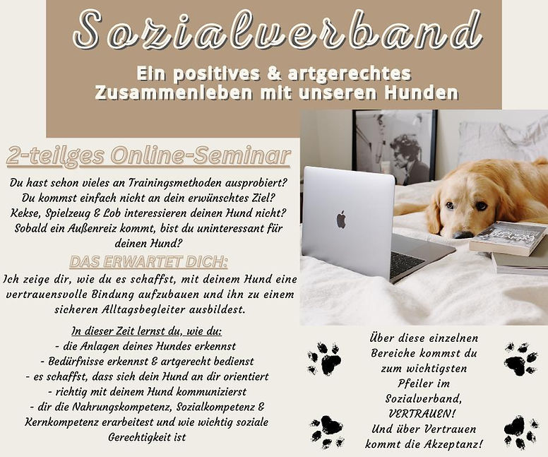 Hund vor dem PC
