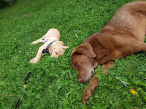 „Der Welpe muss viele Hunde kennenlernen, damit er sozial wird“ – stimmt das wirklich?