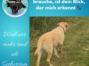 🐾 Was ich dir sagen würde, wenn ich sprechen könnte