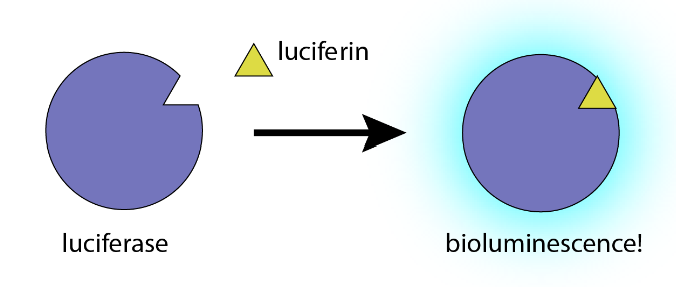 Bioluminescence: Nature Expressing its Beauty