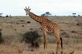 maasai giraffe