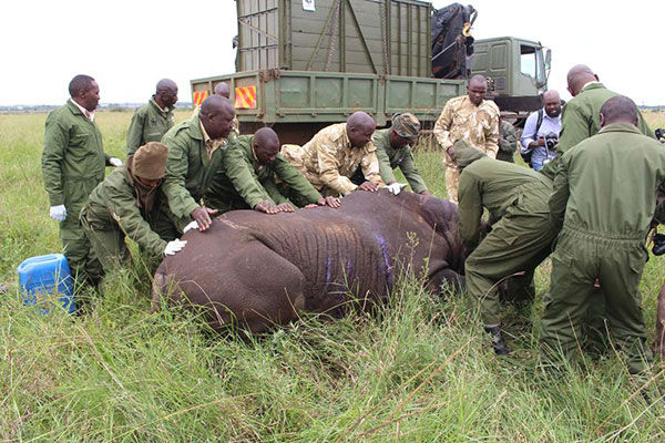 Rhino being prepared for translocation