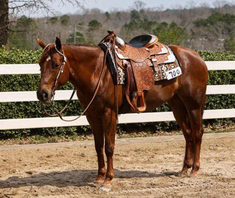 June March 2021 with saddle.jpg