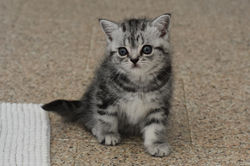 Indiana Jones British Style