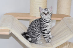 Nina Tiffany British Style