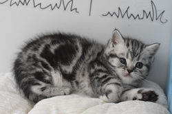 Joy Luna British Style