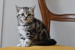 Joy Luna British Style