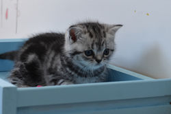 Indiana Jones British Style