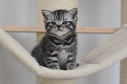 Nibiru British Style