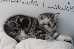 Joy Luna British Style