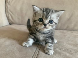 Orchidea British Style