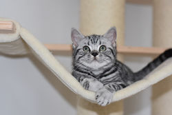 Nibiru British Style