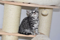 Nicolas Cage British Style