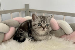 Poseidon British Style