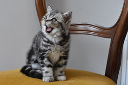 Izy Speedy British Style