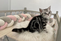 Pandora British Style