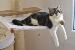 TRAPPER Beautiful Style