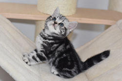 Ninfea British Style