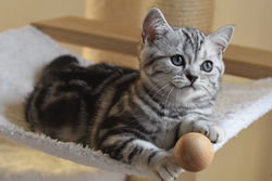 Johnny Depp Beautiful Style