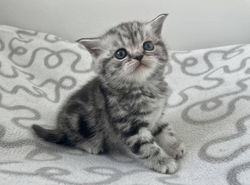 Pandora British Style